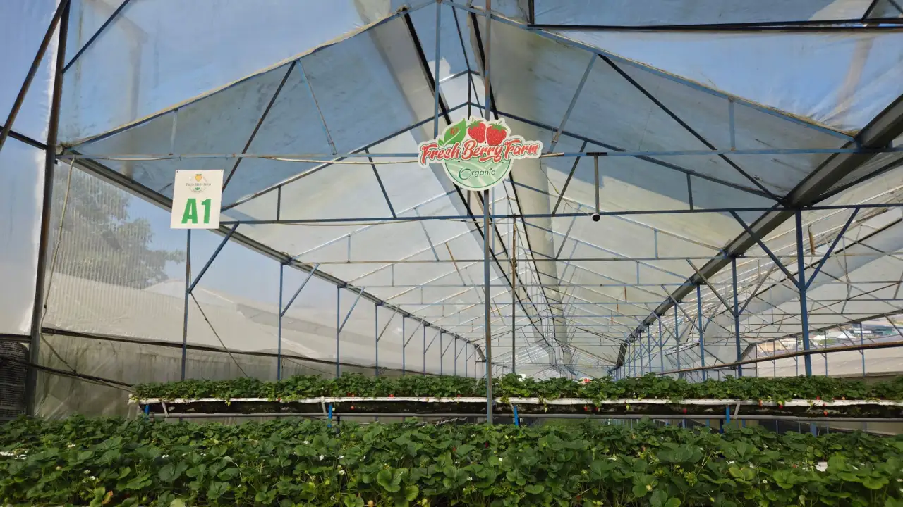 奉节禾诺合作社散养土鸡养殖周期与肉质风味的关系解析