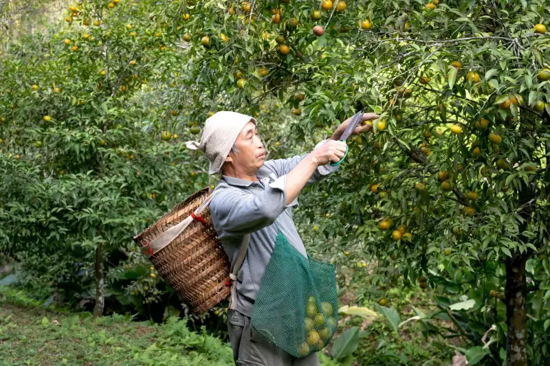奉节散养土鸡养殖技术要点与生态管理方案解析