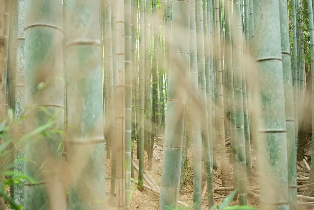 奉节禾诺散养土鸡与圈养鸡的品质参数对比分析